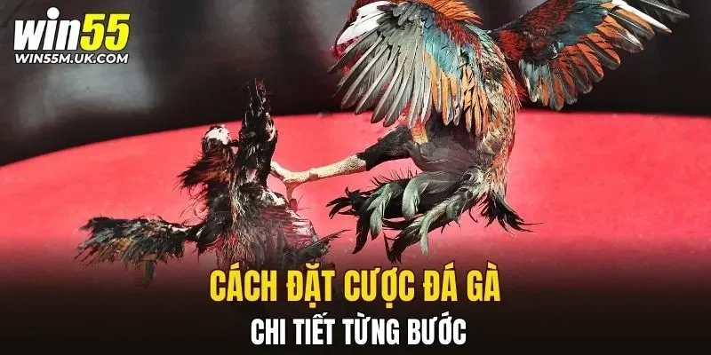 Cách đặt cược đá gà chi tiết từng bước Cách đặt cược đá gà chi tiết từng bước
