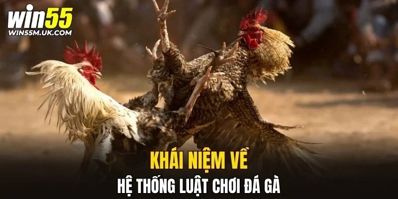 Khái niệm về hệ thống luật chơi đá gà Khái niệm về hệ thống luật chơi đá gà